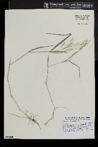 Deschampsia flexuosa image