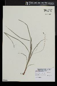 Carex pedunculata image