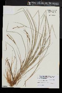 Carex lenticularis image