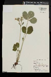 Fragaria vesca image