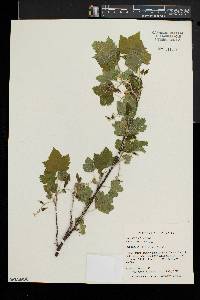 Ribes americanum image