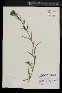 Gentiana linearis image