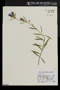 Gentiana linearis image