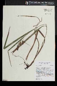 Carex typhina image