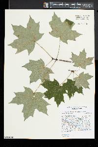 Acer saccharum var. schneckii image