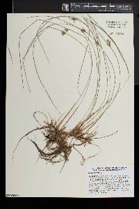 Juncus filiformis image