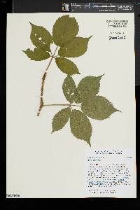 Rubus permixtus image