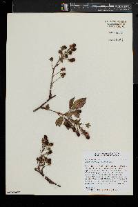 Rubus canadensis image