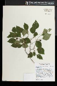 Crataegus pruinosa image