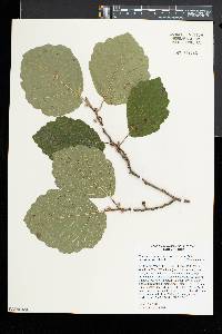 Hamamelis virginiana var. parvifolia image