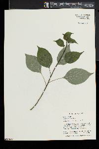 Cornus alternifolia image