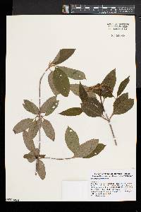 Viburnum cassinoides image