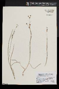 Juncus brevicaudatus image