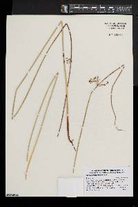 Juncus gymnocarpus image