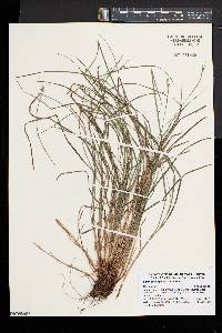 Carex swanii image