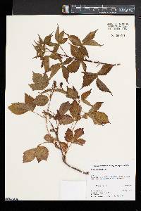 Rubus flagellaris image