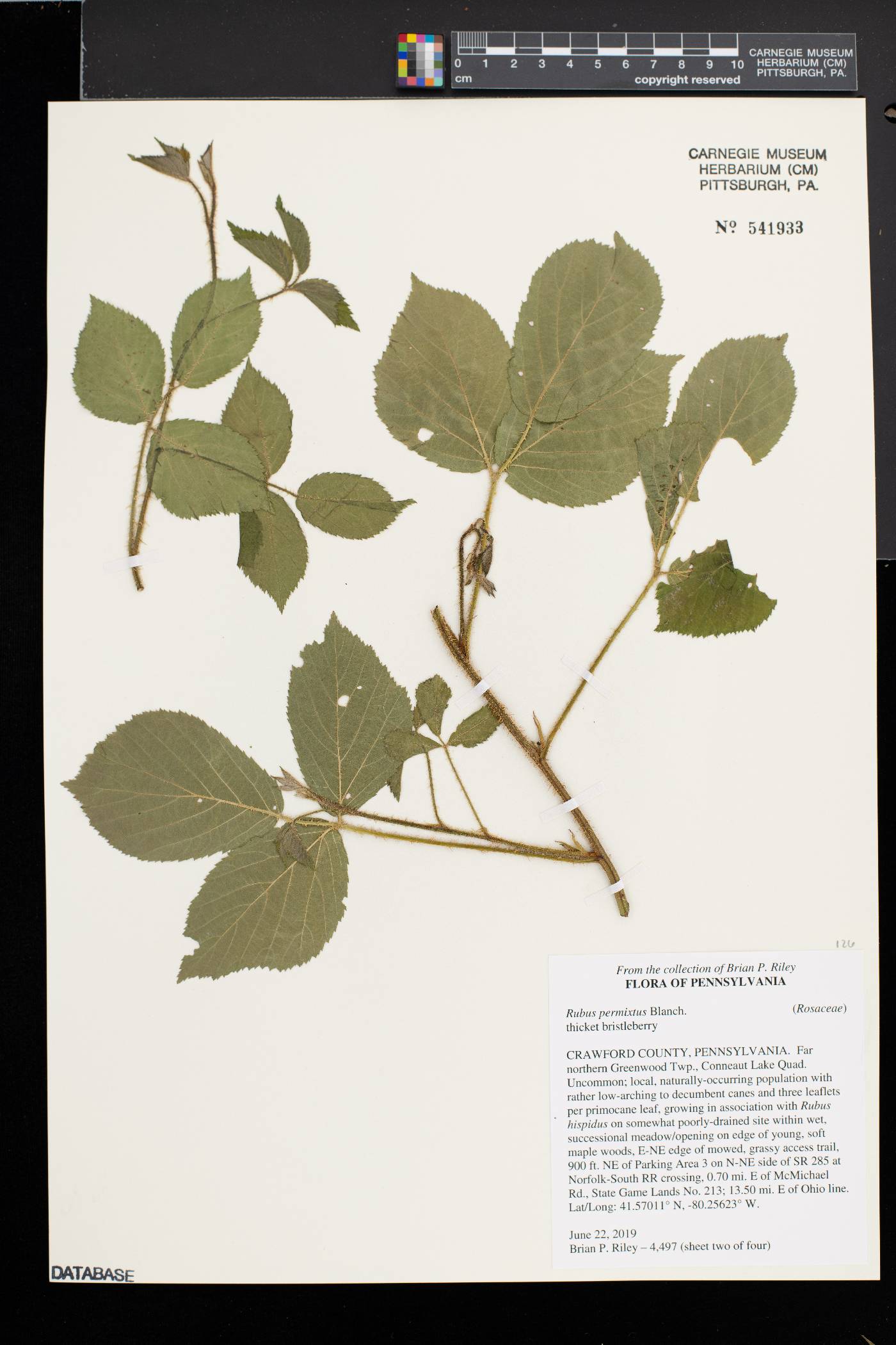 Rubus permixtus image