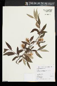 Salix serissima image