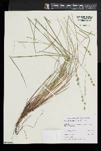 Carex atlantica subsp. atlantica image