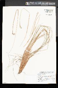 Eriophorum vaginatum image