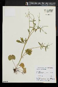 Ranunculus allegheniensis image
