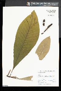 Magnolia tripetala image