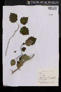 Crataegus chrysocarpa image