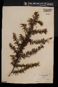 Taxus canadensis image