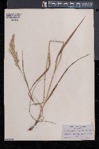 Calamagrostis cinnoides image