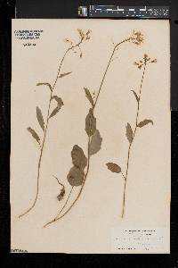 Cardamine bulbosa image