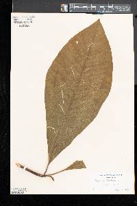 Magnolia tripetala image