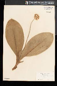 Clintonia umbellulata image
