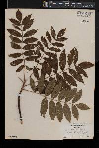 Sorbus americana image