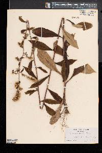 Solidago erecta image