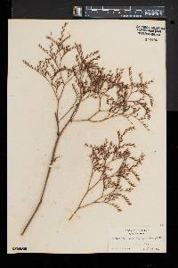 Limonium carolinianum image