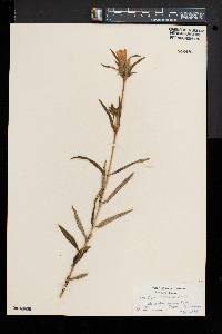 Gentiana linearis image