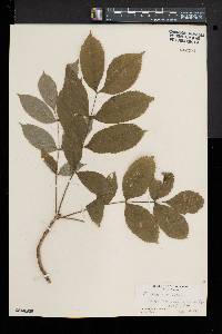 Fraxinus nigra image