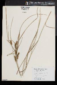 Carex baileyi image