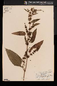 Rumex obtusifolius image