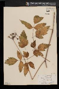 Actaea alba image