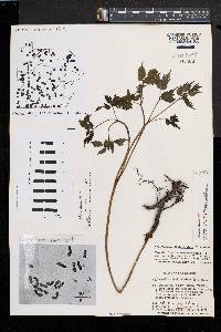 Actaea alba image