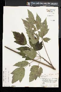 Actaea racemosa image