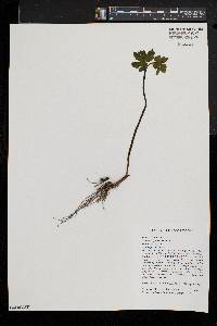 Hydrastis canadensis image