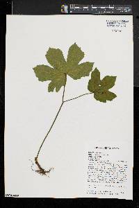 Hydrastis canadensis image