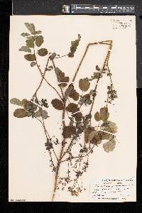 Thalictrum pubescens image