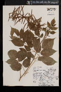 Aruncus dioicus image