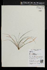 Carex sterilis image