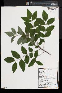 Zanthoxylum americanum image