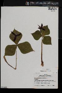 Trillium erectum image