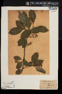 Celastrus scandens image